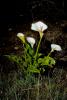 Cala Lilies, Calla Lily, (Zantedeschia aethiopica), Monocots, Alismatales, OFWV01P07_04.3301
