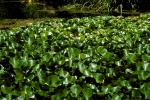 Hyacinth, OFWV01P07_09.3301