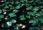 Water Lily flower, Toadstools, broad leaved plant, Pads, Nymphaeales, Nymphaeaceae