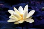 Lotus Flower, Eudicots, Proteales, Nelumbonaceae, Nelumbo, Sacred, perennial, OFWV01P08_11
