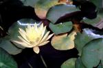 Water Lilly flower, Pads, Nymphaeales, Nymphaeaceae, Toadstools, broad leaved plant, OFWV01P08_14