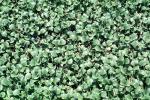 Water Hyacinth, OFWV01P09_02