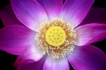 Lotus Flower, Symmetry, Eudicots, Proteales, Nelumbonaceae, Nelumbo, Sacred, perennial