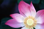 Lotus, Eudicots, Proteales, Nelumbonaceae, Nelumbo, Sacred, perennial