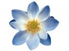 Lotus, Symmetry, Eudicots, Proteales, Nelumbonaceae, Nelumbo, Sacred, perennial, OFWV01P09_08B