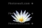 Water Lily, flower, OFWV01P11_07B