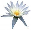 Water Lily, flower, photo-object, object, cut-out, cutout, OFWV01P11_08F