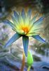Lotus Flower Magic, OFWV01P11_09C