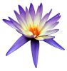 Purple Lily Flower, Spikey Petals, OFWV01P11_09D