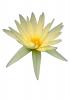 Water Lily, flower, photo-object, object, cut-out, cutout, OFWV01P11_09F