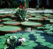 (Victoria amazonica), toadstools, pond, leaves, Pool plant flowers, Giant Lily Pads, broad leaved plant, Victoria water-lilies