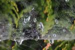 early morning dew, pearly drops, waterlensl, Watershapes, OLFD01_092