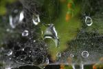 early morning dew, pearly drops, waterlensl, Watershapes, OLFD01_093
