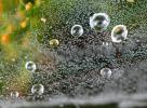 Clearly Floating in a Zymotic Field of Dot, Dot Dit Dat, early morning dew, pearly drops, waterlensl, Watershapes, OLFD01_097