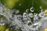 Dot Dit Dat, early morning dew, pearly drops