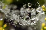 Sonic Triumph of Silence, Dot Dit Dat, early morning dew, pearly drops, OLFD01_100