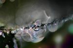 Floating in a Line of Splay, in the morning Dew, Pearly drops, waterlens, Watershapes, OLFD01_109