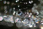 Spectral Glee, in the morning Dew, Pearly drops, waterlens, Watershapes, OLFD01_113