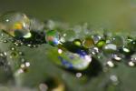 Pearly Water Drop on a Leaf, in the morning Dew, waterlens, Watershapes, OLFD01_115