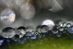 Pearly Water Drops on a Leaf, in the morning Dew, waterlens, Watershapes, OLFD01_117