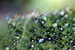 Pearly Bright Water Drops on a Leaf, in the morning Spectral Dew, Spirit Light