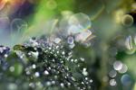 Pearly Water Drops on a Leaf, in the morning Dew, waterlens, Watershapes, OLFD01_119