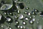 Pearly Water Drops on a Leaf, in the morning Dew, waterlens, Watershapes, OLFD01_120