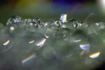 Pearly Water Drops on a Leaf, in the morning Dew, waterlens, Watershapes, OLFD01_121