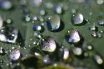 Pearly Water Drops on a Leaf, in the morning Dew, waterlens, Watershapes, OLFD01_122