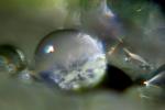 lonely Water Drop on a Leaf, in the morning Dew, waterlens, Watershapes, OLFD01_126