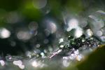 beings that twist bend and turn, Spectralchrome, Water Drops on a Leaf, in the morning Dew, Watershapes, OLFD01_141