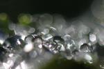 beings that twist bend and turn, Water Drops on a Leaf, in the morning Dew, Close-up, waterlens, Watershapes, OLFD01_142