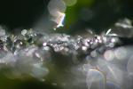 beings that twist bend and turn, Water Drops on a Leaf, in the morning Dew, Close-up, waterlens, Watershapes, OLFD01_143