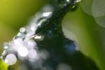 Water Drops on a Leaf, in the morning Dew, Close-up, Watershapes