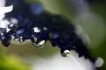 Water Drops on a Leaf, in the morning Dew, Close-up, waterlens, Watershapes, OLFD01_145