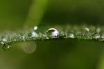 Raindrops on a Blade of Grass, waterlens, Watershapes, OLFD01_196
