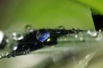 Raindrops on a Blade of Grass, waterlens, Watershapes, OLFD01_197