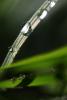 Raindrops on a Blade of Grass, waterlens, Watershapes, OLFD01_198