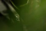 Raindrops on a Blade of Grass, waterlens, Watershapes