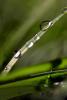 Raindrops on a Blade of Grass, waterlens, Watershapes, OLFD01_200