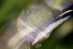Raindrops on a Blade of Grass, waterlens, Watershapes, OLFD01_201