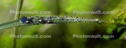 The Delicate Balance of Morning Raindrops, waterlens, blade of grass, Watershapes, OLFD01_203
