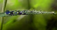 The Delicate Balance of Morning Raindrops, waterlens, blade of grass, Watershapes, OLFD01_203B
