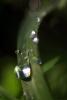 Raindrops on a Blade of Grass, waterlens, Watershapes, OLFD01_205