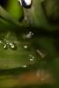 Raindrops on a Blade of Grass, waterlens, Watershapes, OLFD01_206