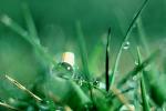Blades of Grass, Dew Drops, Water Drops, Waterlens, Watershapes, OLFV01P01_14