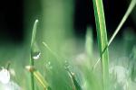 Blades of Grass, Dew Drops, Water Drops, Waterlens, Watershapes, OLFV01P01_15