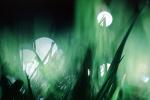 Blades of Grass, Dew Drops, Water Drops, Waterlens, Watershapes, OLFV01P01_16