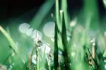 Blades of Grass, Dew Drops, Water Drops, Waterlens, Watershapes, OLFV01P01_17