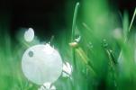 Blades of Grass, Dew Drops, Water Drops, Waterlens, Bokeh, Watershapes, OLFV01P01_18